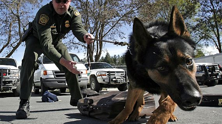 DHS asking industry for rugged dog-wearable electronics to monitor health of trained canines