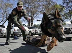 DHS asking industry for rugged dog-wearable electronics to monitor health of trained canines DHS asking industry for rugged dog-wearable electronics to monitor health of trained canines