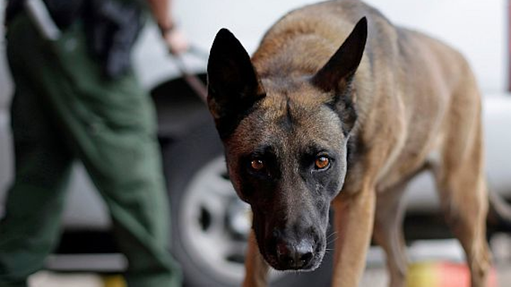Briefings next week for dog-wearable electronics