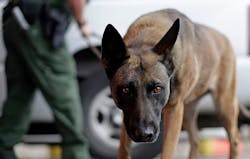 Briefings next week for dog-wearable electronics Briefings next week for dog-wearable electronics