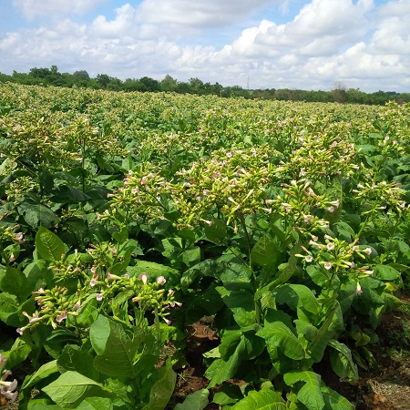 Content Dam Avi Online Articles 2014 12 Tobacco Southafrica