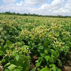 Content Dam Avi Online Articles 2014 12 Tobacco Southafrica Content Dam Avi Online Articles 2014 12 Tobacco Southafrica