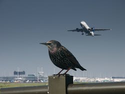 Shutterstock Bird Shutterstock Bird