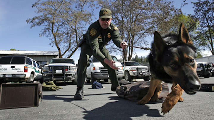 1607mae Eow Borderdog