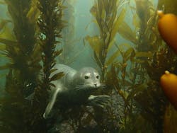 Northrop Grumman joins Raytheon BBN in tapping sea life for next-generation anti-submarine warfare (ASW) Northrop Grumman joins Raytheon BBN in tapping sea life for next-generation anti-submarine warfare (ASW)