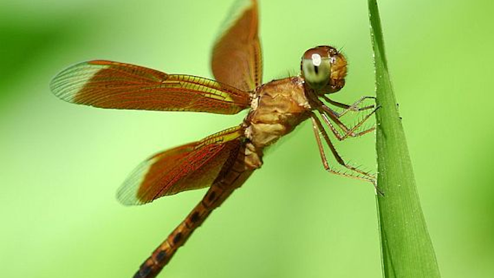 DARPA eyes tiny insects as models for advanced SWaP-constrained artificial intelligence (AI) computing