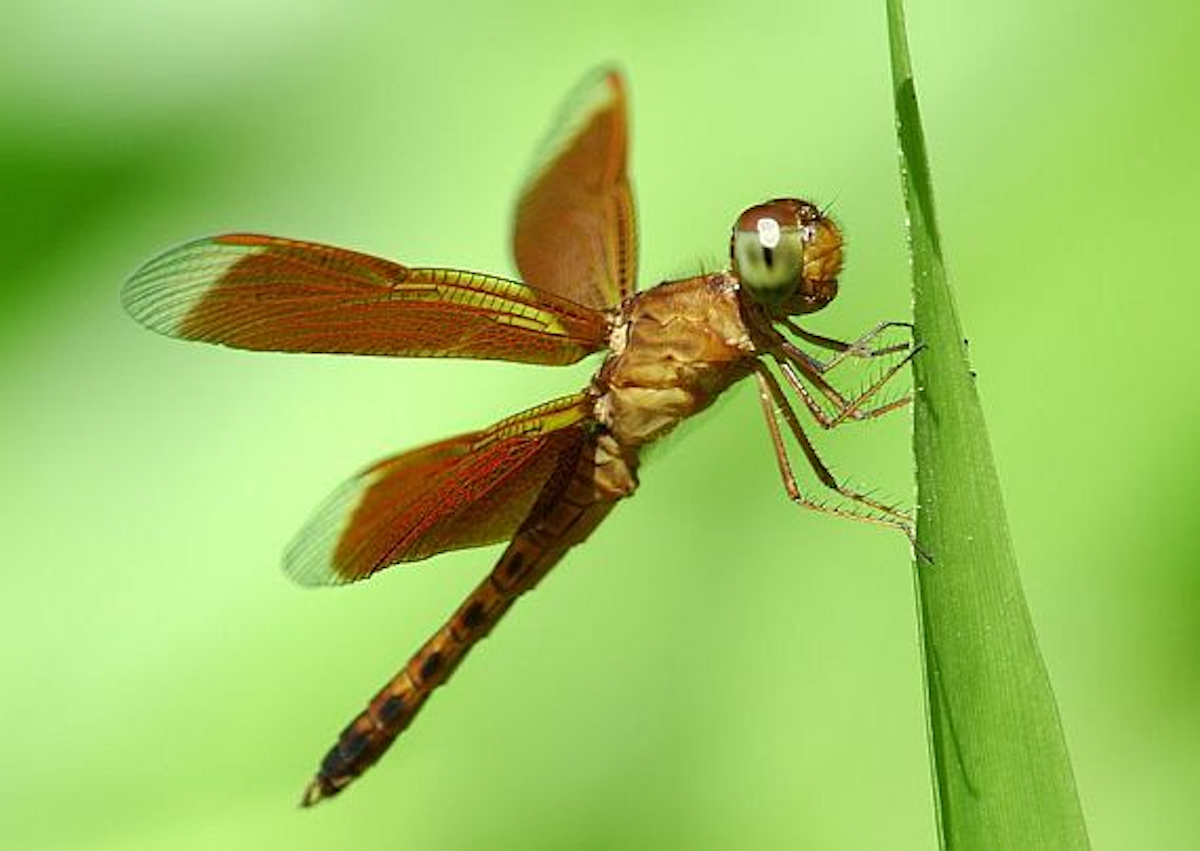 My favourite insect essay picture