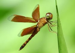 DARPA eyes tiny insects as models for advanced SWaP-constrained artificial intelligence (AI) computing DARPA eyes tiny insects as models for advanced SWaP-constrained artificial intelligence (AI) computing