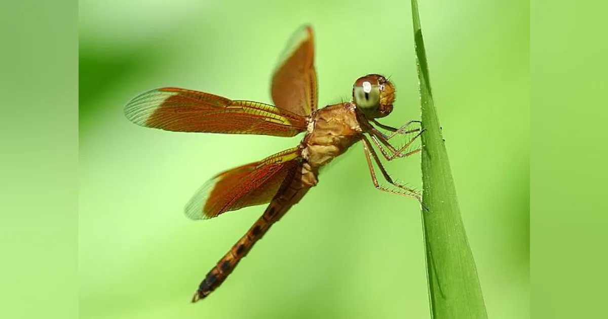 DARPA eyes tiny insects as models for advanced SWaP-constrained ...
