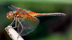 Dragonfly 3 Oct 2019