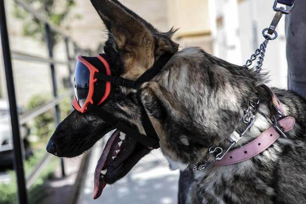 Dog Goggles 13 Oct 2020 5f84b03cb1334