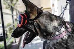 Dog Goggles 13 Oct 2020 5f84b03cb1334 Dog Goggles 13 Oct 2020 5f84b03cb1334