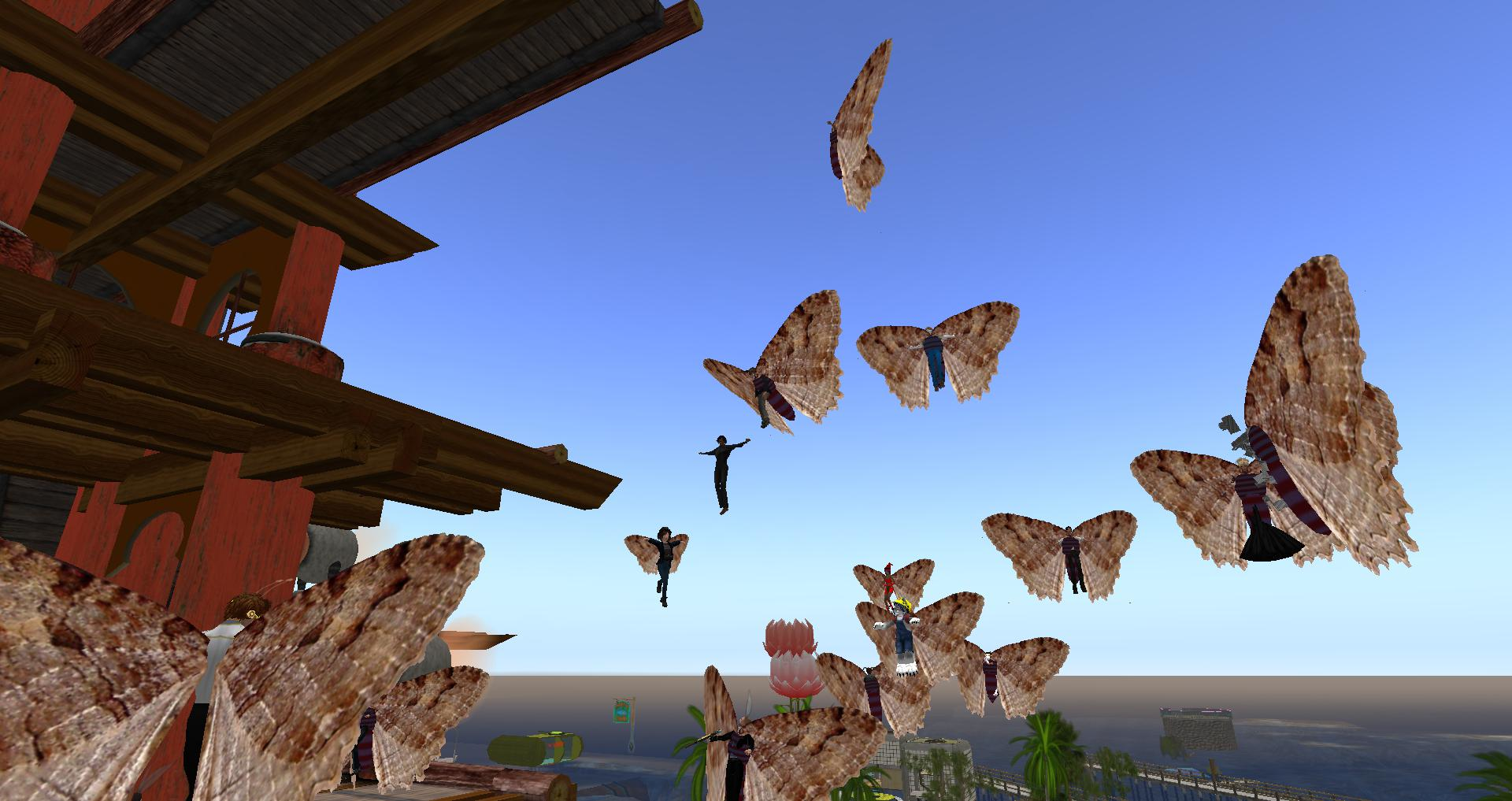 Moths 9 Nov 2020 5fa5364dae113