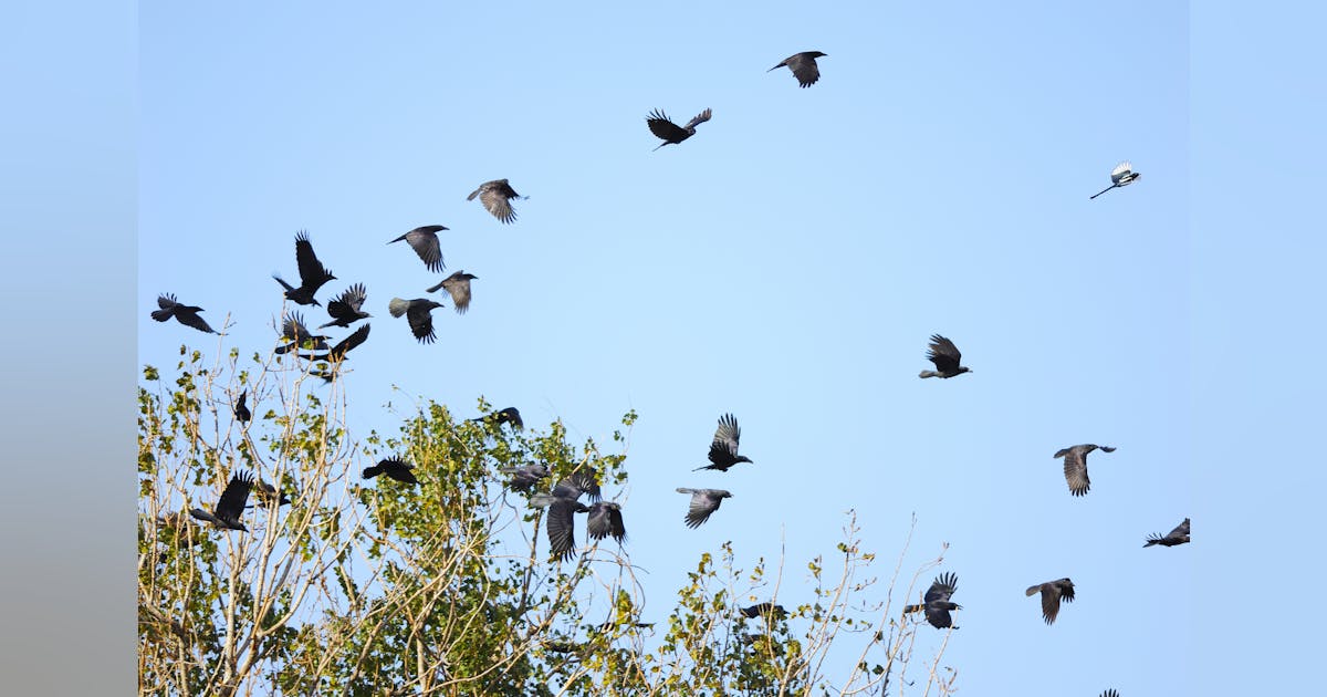 A team of US scientists is turning dead birds into drones to study flight techniques that may help the aviation industry A team of US scientists is turning dead birds into drones to study flight techniques that may help the aviation industry