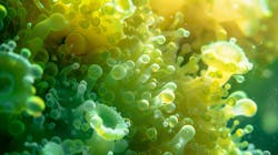The ocean comes alive with vivid greens and yellows as phytoplankton blooms, offering a source of alternative energy. The ocean comes alive with vivid greens and yellows as phytoplankton blooms, offering a source of alternative energy.