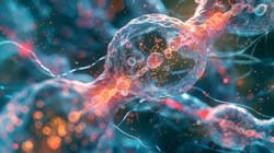 A high-resolution image of a of muscle cell nuclei highlighting the essential role of DNA and genetic material in controlling protein A high-resolution image of a of muscle cell nuclei highlighting the essential role of DNA and genetic material in controlling protein