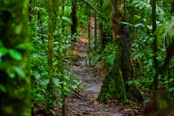 DARPA seeks to use unmodified vegetation as proxy sensors to detect chemical warfare agents DARPA seeks to use unmodified vegetation as proxy sensors to detect chemical warfare agents