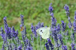 A butterfly drinks nectar from lavender in a field A butterfly drinks nectar from lavender in a field