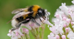 A bumblebee sits on a flower gathering pollen A bumblebee sits on a flower gathering pollen