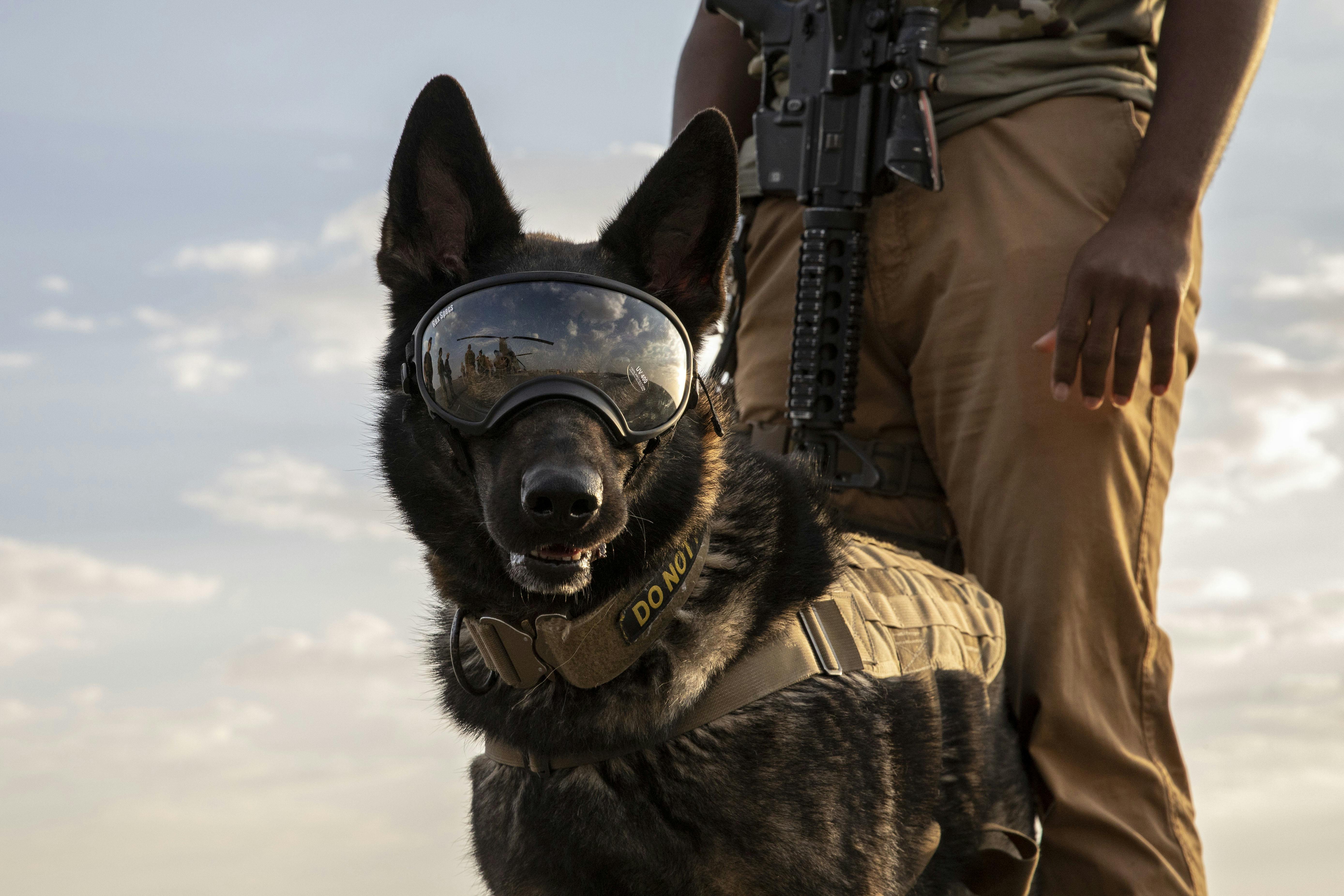 A U.S. Army military working dog peers into the horizon while waiting to board a flight at the Udairi Army Air Field, in 2020 on Camp Buehring, Kuwait.
