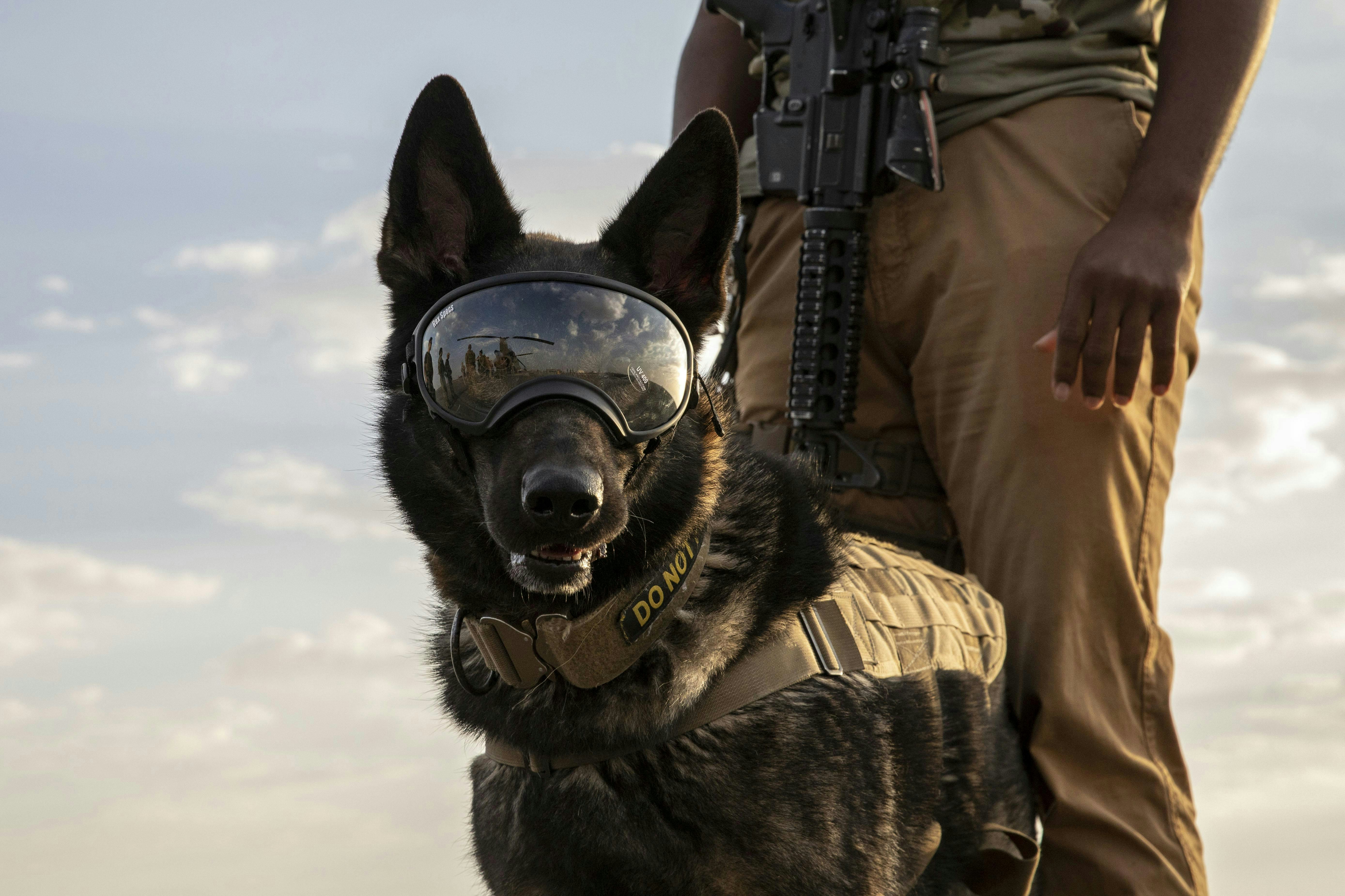 A U.S. Army military working dog peers into the horizon while waiting to board a flight at the Udairi Army Air Field, in 2020 on Camp Buehring, Kuwait.